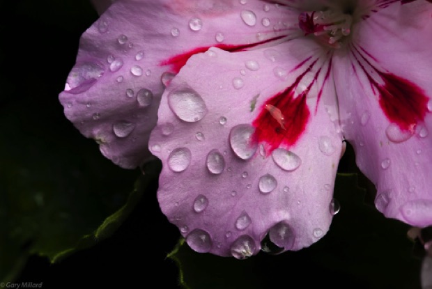 Rain on Geranium Flower
Potted plant - Front Yard
Tigard OR
